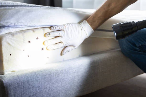 Best Termite Control Services  in Twin City, GA