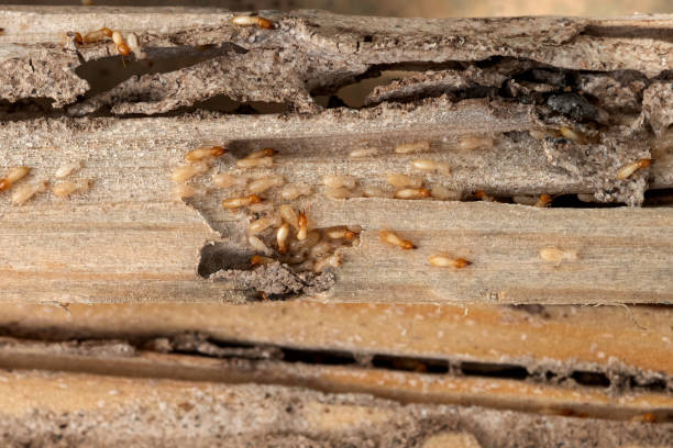 Best Pest Prevention Services  in Twin City, GA
